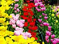 The flower bed of a tulip