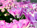 The tulip of lavender