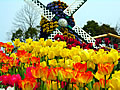The windmill of a tulip and a flower