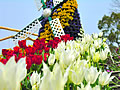 The windmill and flower bed of a flower