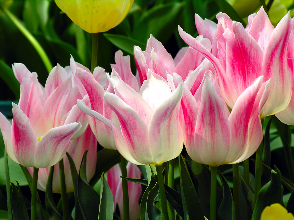 The tulip of white and pink