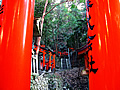 The shrine which saw from between torii