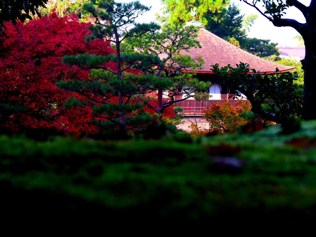 Moss, autumnal leaves, and the Ginkakuji temple