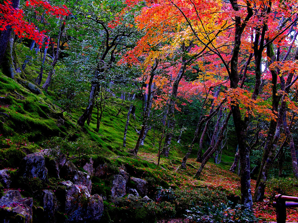 The autumnal leaves of Ginkaku-ji Garden