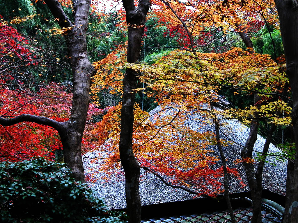 The autumnal leaves of Kyoto Gio-ji