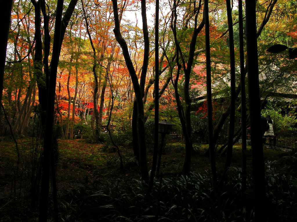 Best time to see of the autumnal leaves of Gio-ji