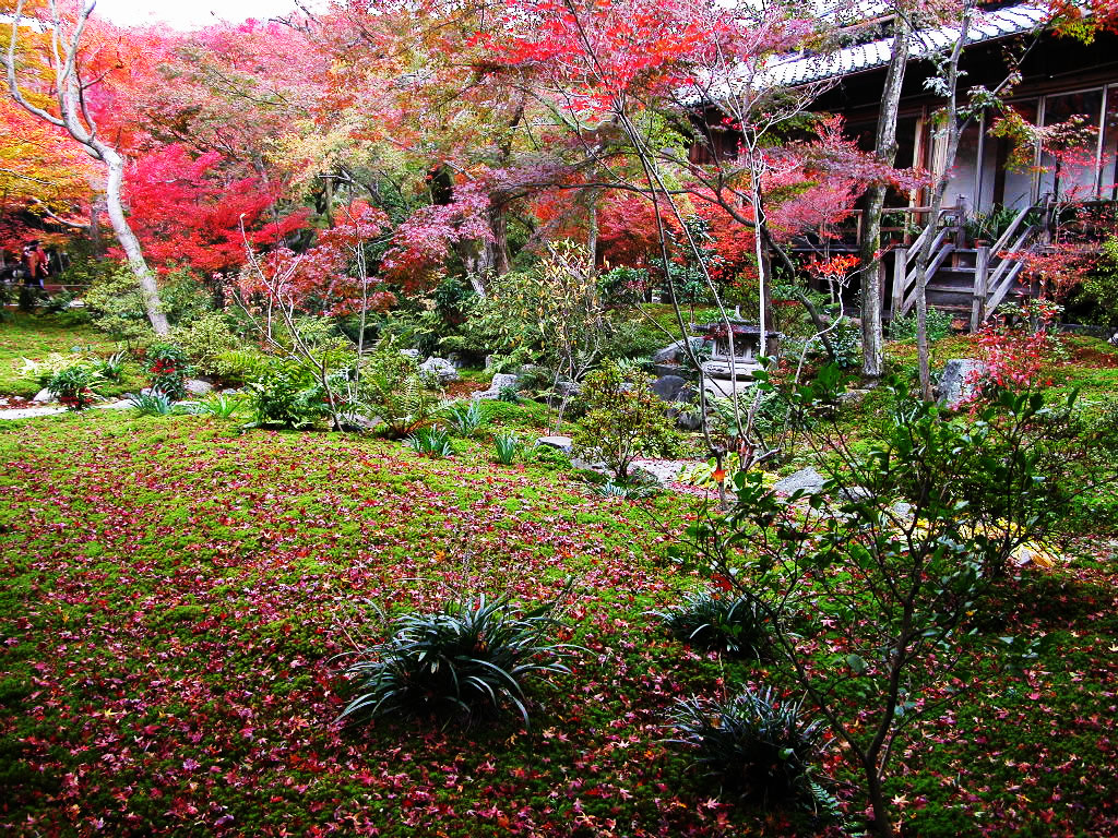 Kyoto Hokyo-in   Hidden famous place of autumnal leaves