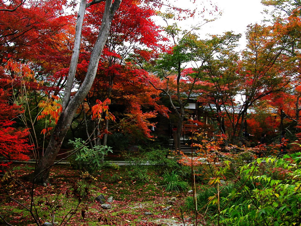 Best time to see of the autumnal leaves of Hokyo-in