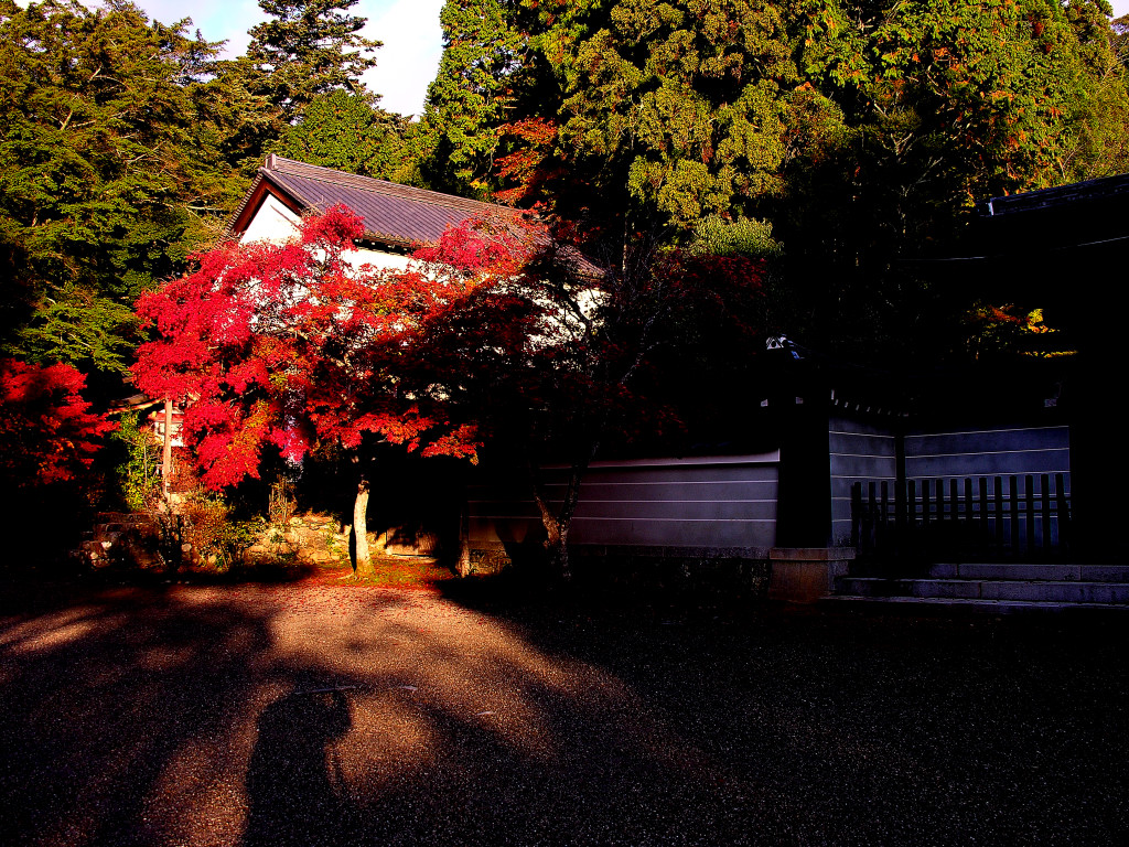 The autumnal leaves of the Jingo-ji compound