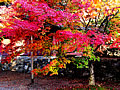 The autumnal leaves of various maple