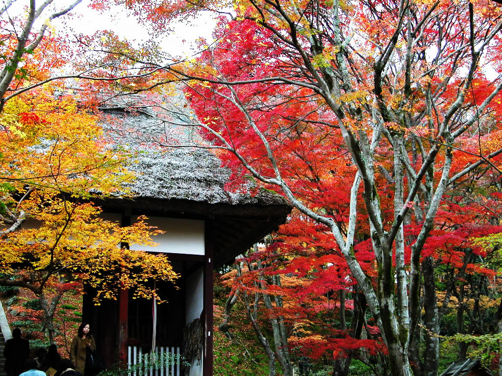 Kyoto Sagano and Jojakko-ji