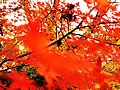 The autumnal leaves of Jojakko-ji