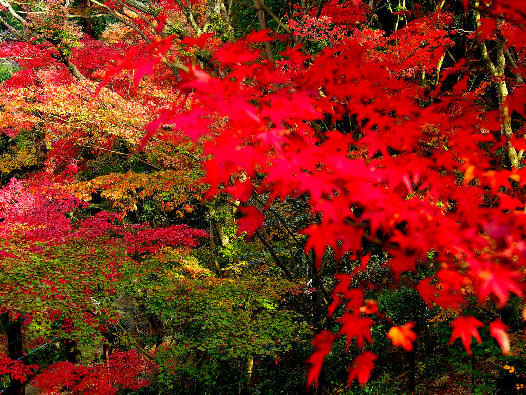 Crimson steps autumnal leaves