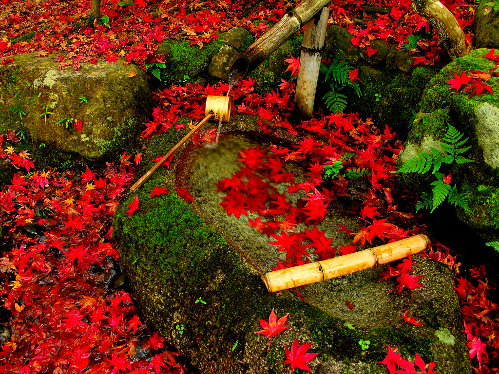 It breaks up with Shishiodoshi and they are autumnal leaves