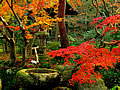 Autumn of Kyoto and Kaiuso