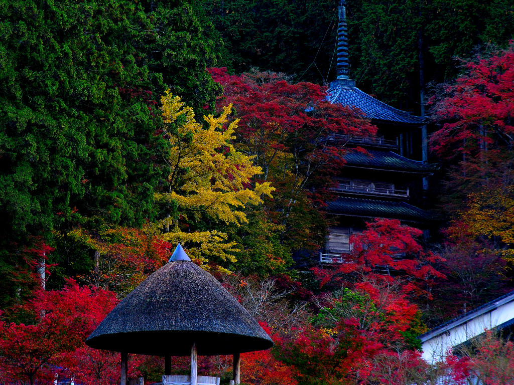 A three-storied pagoda and autumnal leaves