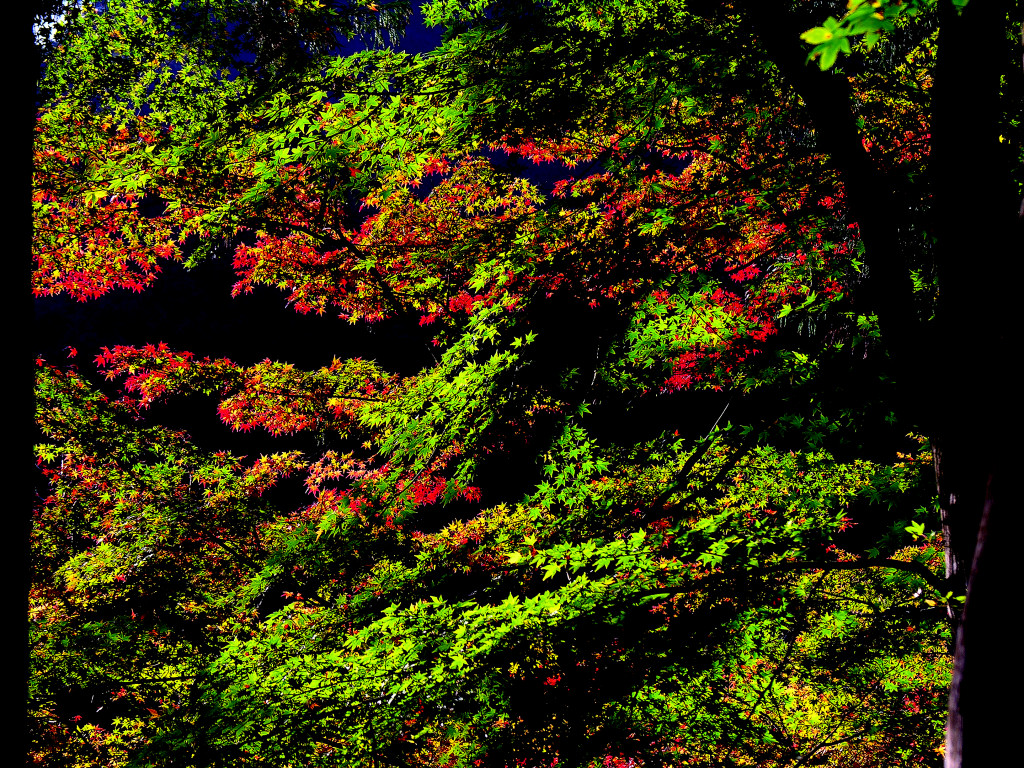 Frame autumnal leaves