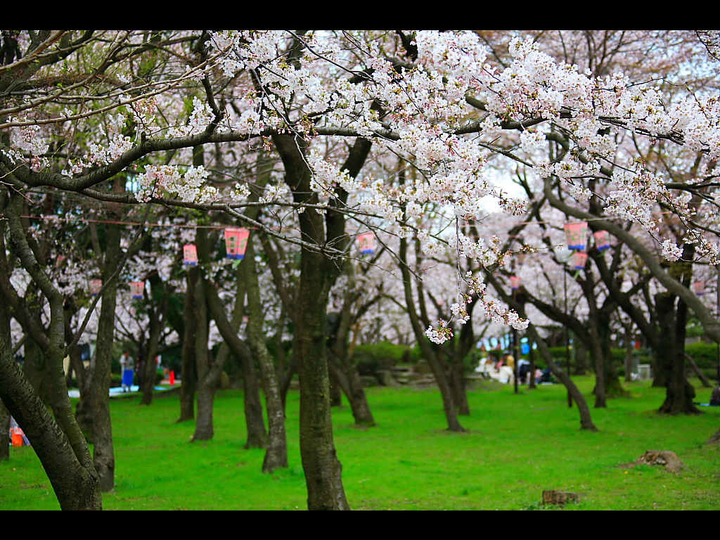 The cherry tree of Ho park