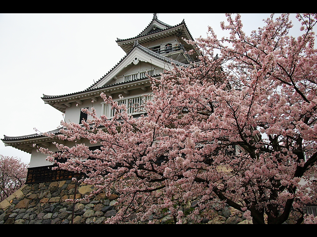 The Nagahama castle and a cherry tree