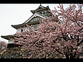 The Nagahama castle and a cherry tree