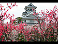 The Nagahama castle where a plum blooms