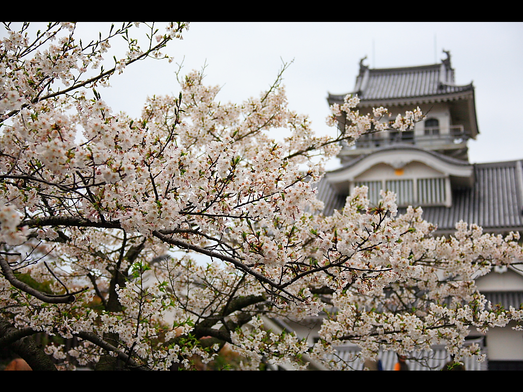 A castle tower and a cherry tree