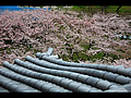 The waving roofing tile and cherry tree