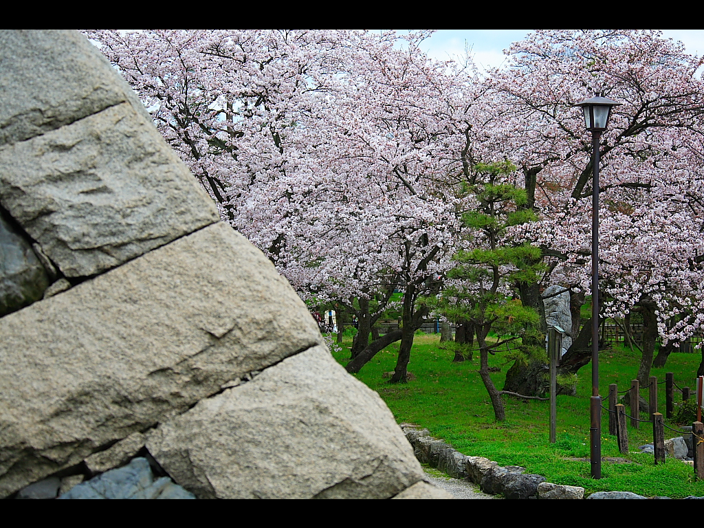The stone wall and cherry tree of a castle tower