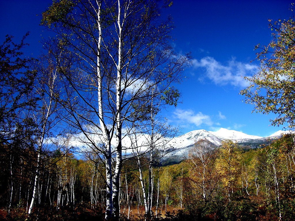 A white birch and a blue sky
