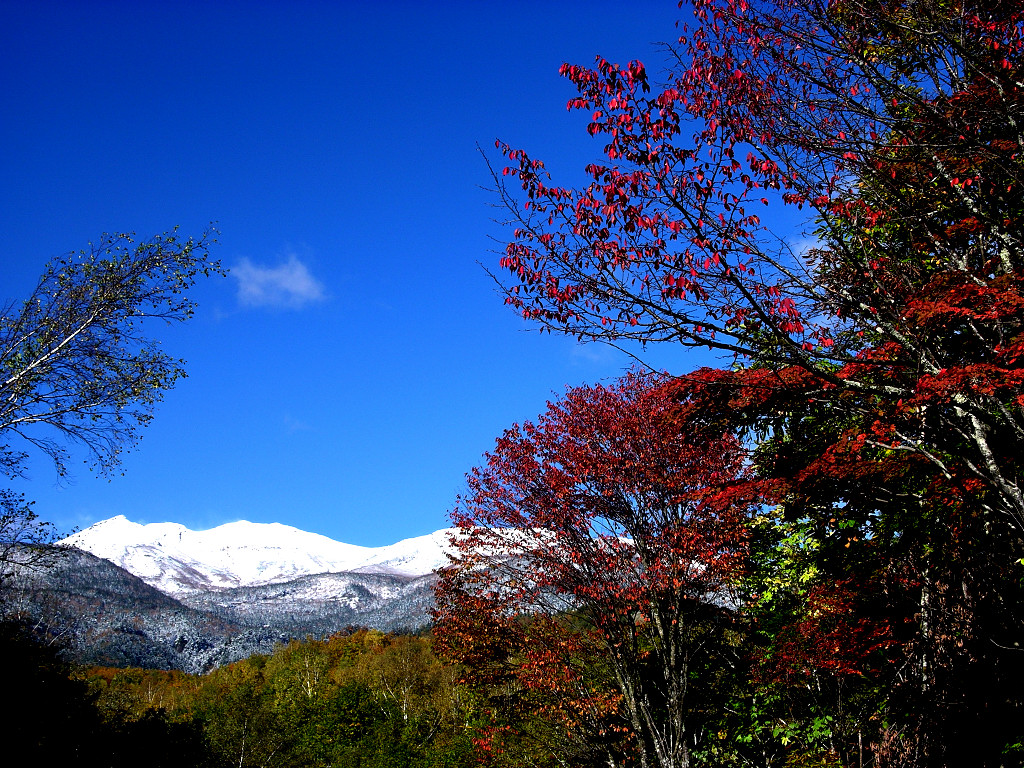 The autumnal leaves and blue sky of the Norikura plateau