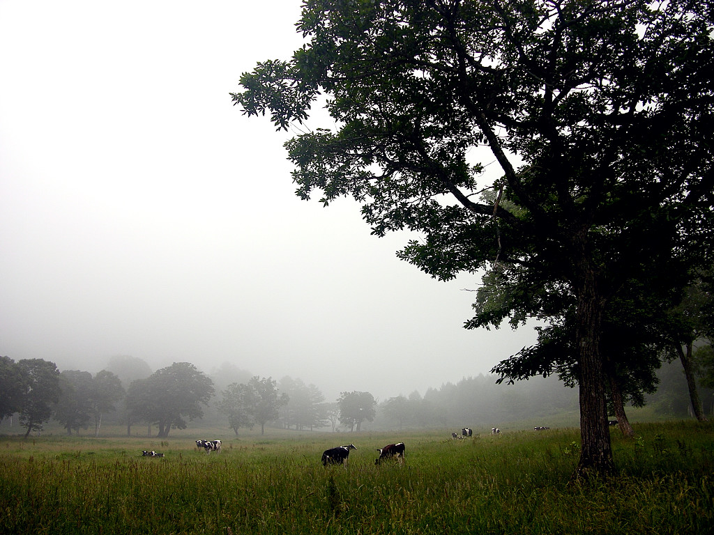 Pasture scenery of growing dim in fog