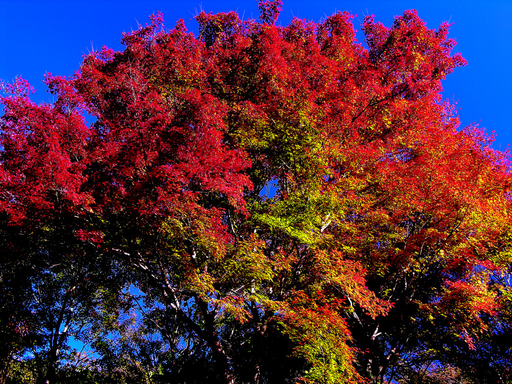 Crimson autumnal leaves